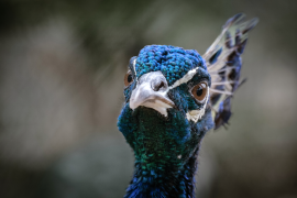 burung-merak 18 senarai